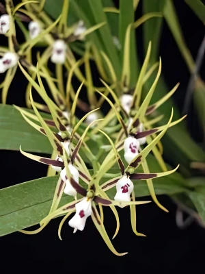 Bild von Brassia mexicana 03